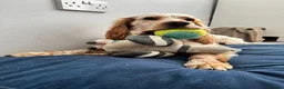 Cocker Spaniel dogs for sale: Ralf - 3 year old cocker spaniel - Advert 4