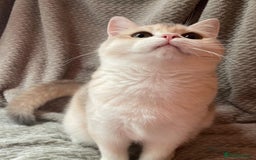 British Shorthair cats for sale: Older rare goldens n c/points 🐱   in Ashton-under-Lyne - Advert 25