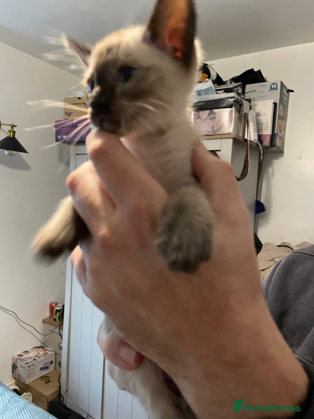 Siamese cats for sale: For sale  - Advert 2