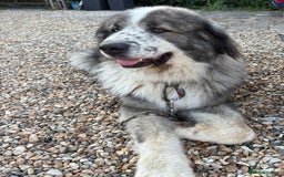 Caucasian Shepherd Dog dogs for stud: Gorgeous Caucasian Shepherd for Stud - Image 6