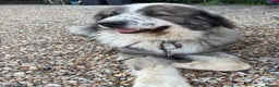 Caucasian Shepherd Dog dogs for stud: Powerful Caucasian Shepherd for Stud - Advert 6