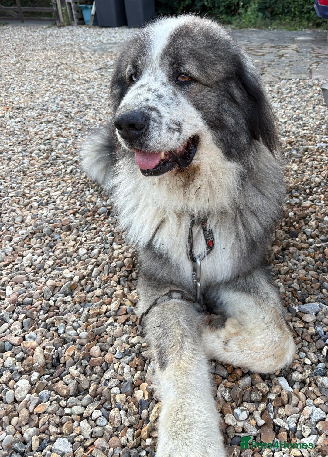 Caucasian Shepherd Dog dogs for stud: Gorgeous Caucasian Shepherd for Stud - Image 6