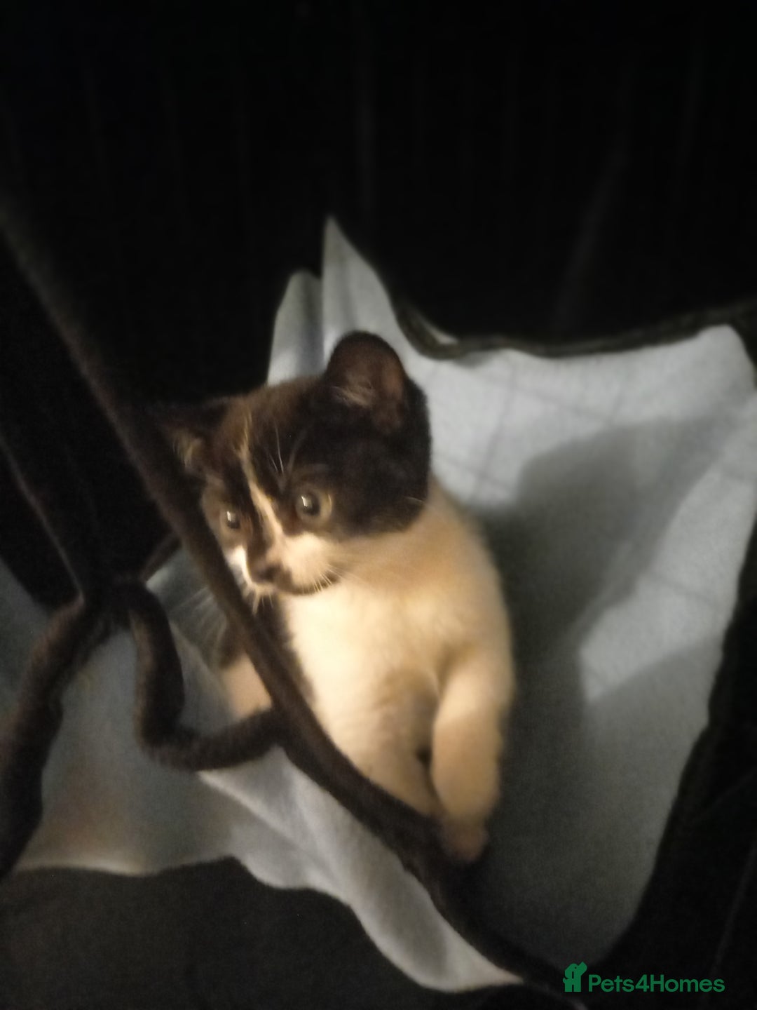 Mixed Breed cats for sale: Adorable kittens - Advert 9