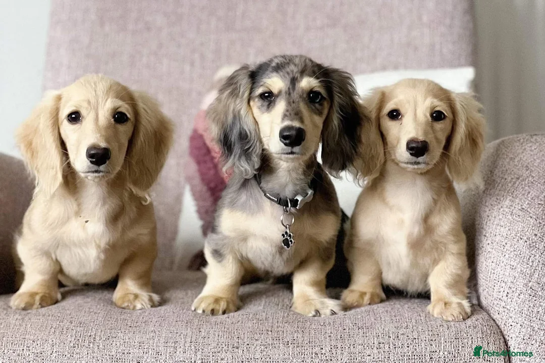 Miniature Dachshund dogs for stud: Longhaird miniature dachshund in Gloucester - Advert 12