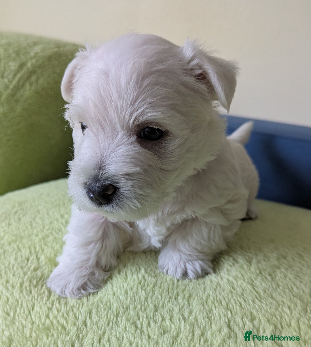West Highland Terrier dogs for sale: Beautiful KC Registered White WestHighland Terrier - Advert 16