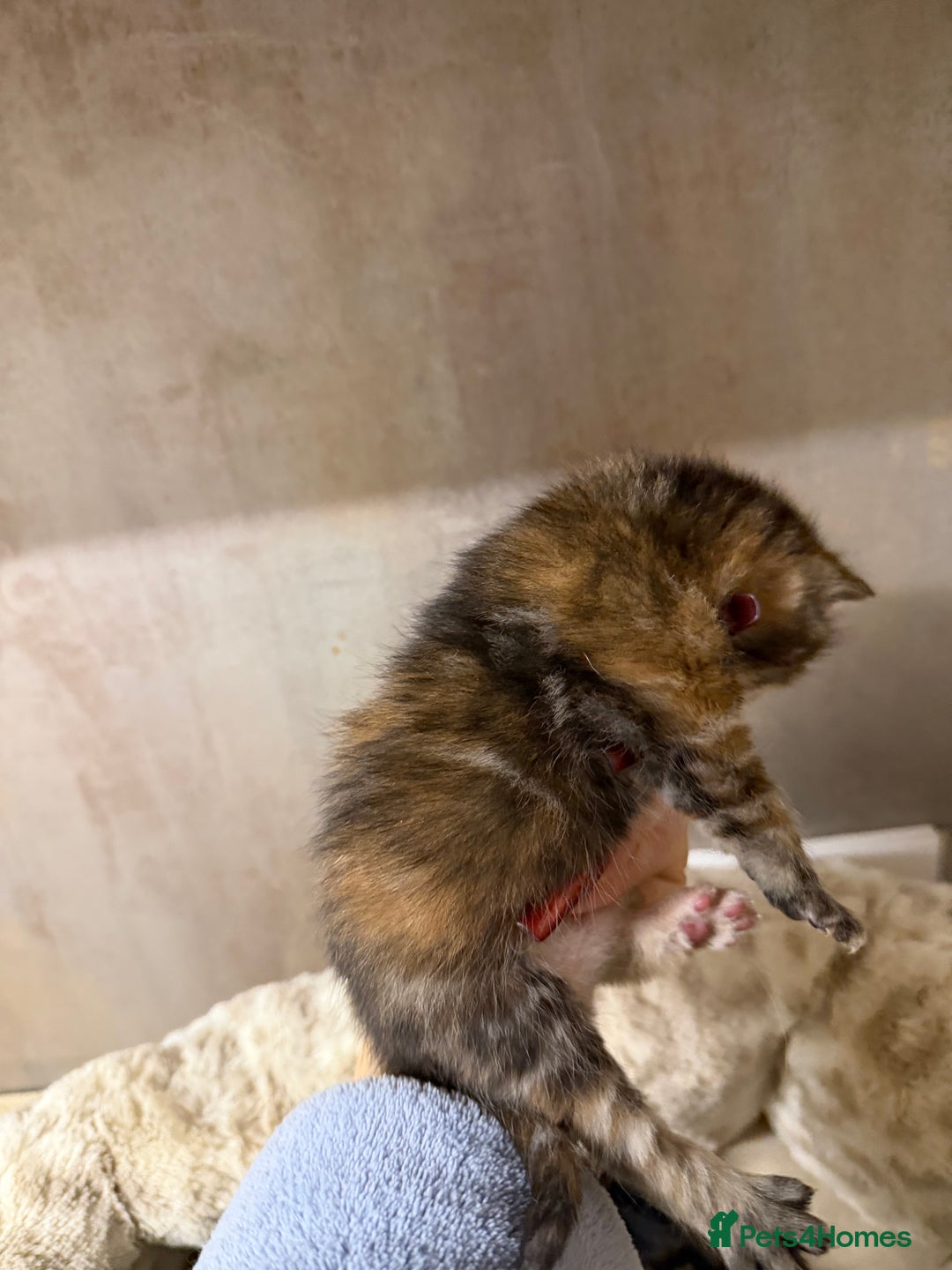 British Shorthair cats for sale: Adorable Kittens, Will be Ready from 22 December! - Advert 8