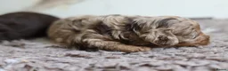 Cavapoo dogs for sale: F1 rare chocolate/choc Merle Cavapoo pups - Advert 22