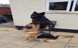 German Shepherd dogs for stud: Stud. - Image 3