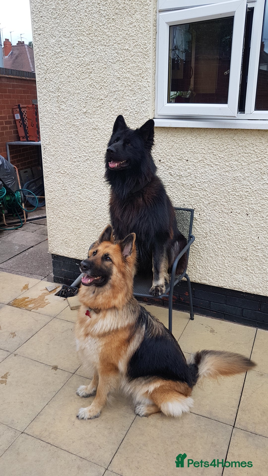 German Shepherd dogs for stud: Stud. - Image 3