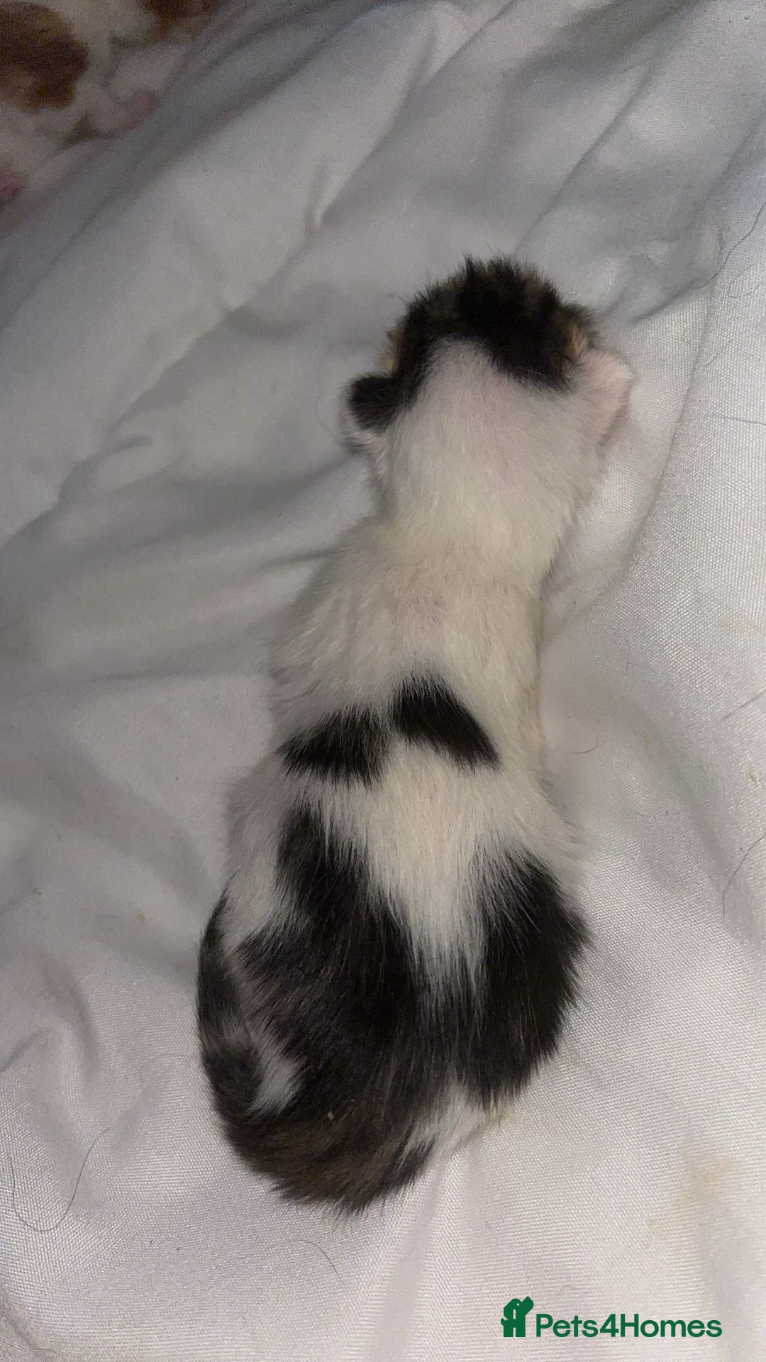 Mixed Breed cats for sale: 3x Kittens  - Advert 5