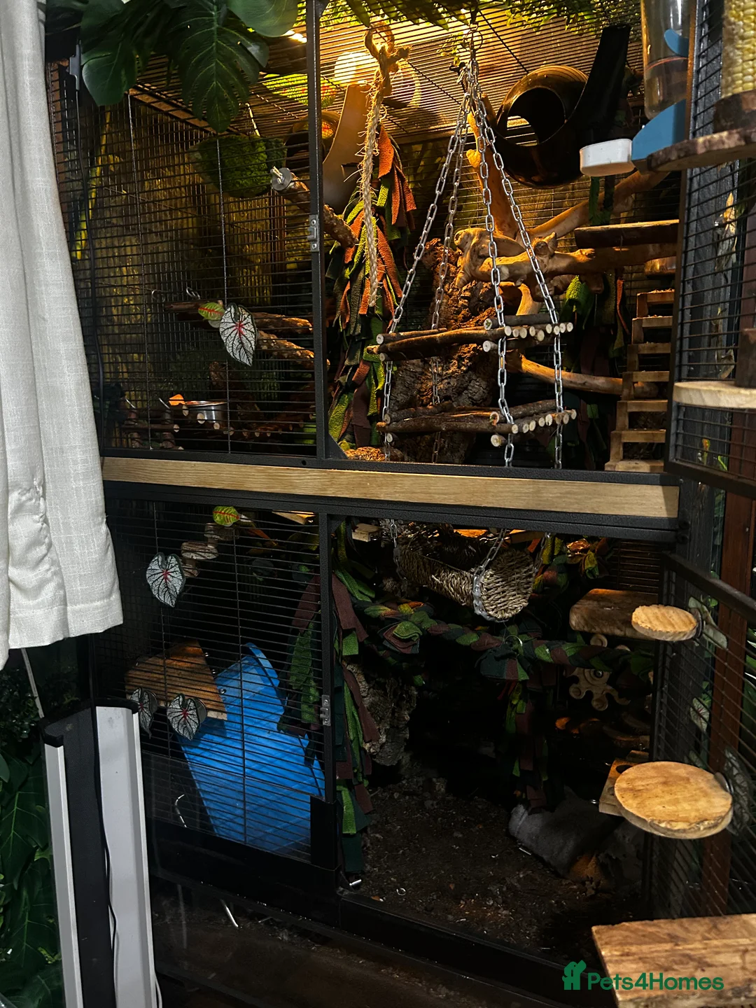 Rat rodents for sale: 2 Dumbo rats, Ronnie and Reggie  - Advert 2