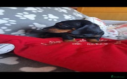 Dachshund dogs for sale: Beautiful Dachshund Puppies - Advert 16