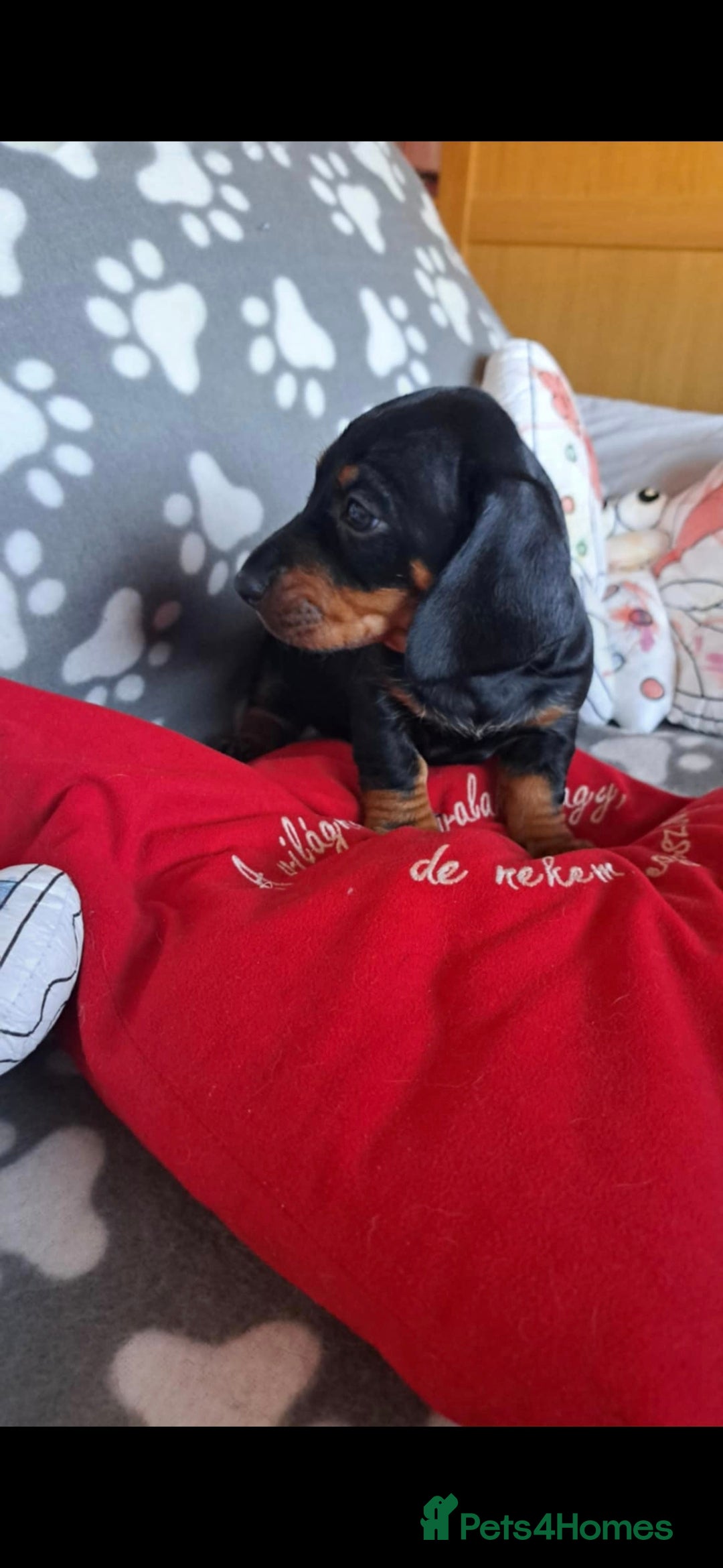 Dachshund dogs for sale: Beautiful Dachshund Puppies - Advert 16