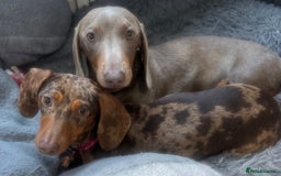Miniature Dachshund dogs for sale: Lola and stitch the miniature dachshunds  - Image 1