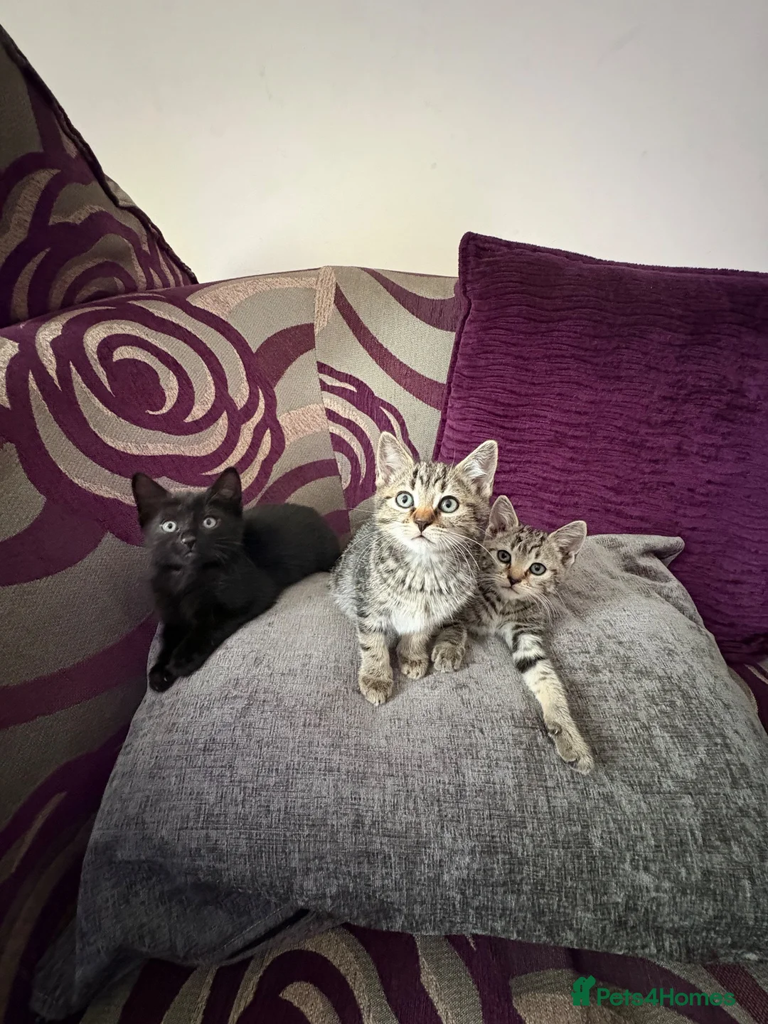 Mixed Breed cats for sale: 3 playful mixed breed kittens in London - Advert 7