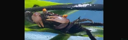 Crabs invertebrates for sale: Vampire Crabs x 5 plus setup - Advert 1