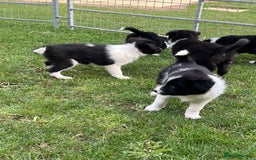 Border Collie dogs for sale: Beautiful border collie puppies  - Image 4