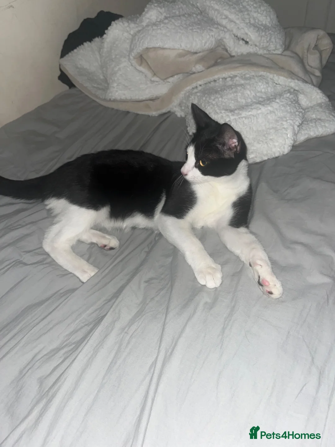 Mixed Breed cats for sale: cute little cat - Advert 1