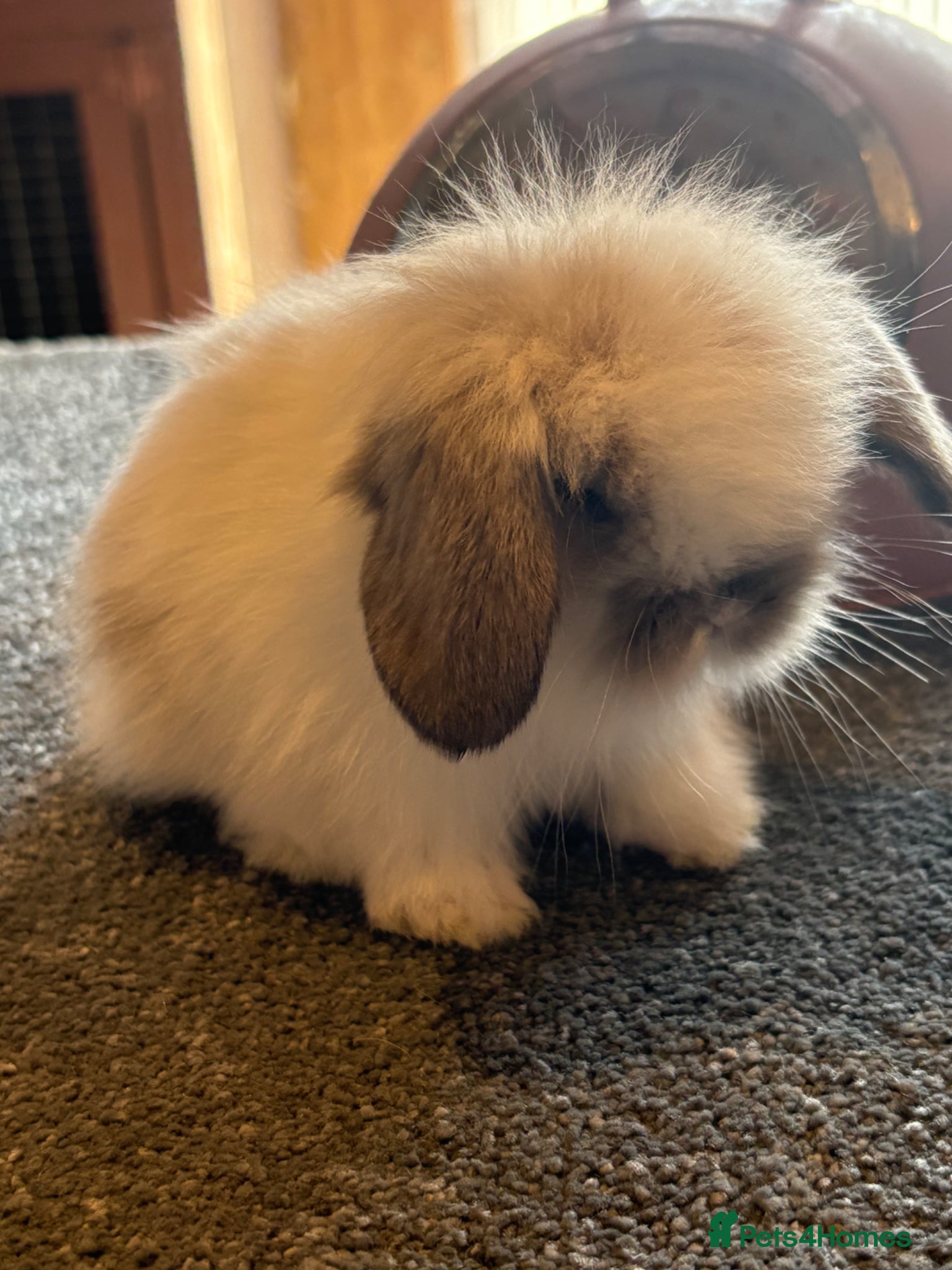 Mini Lion Lop rabbits Lionlops & dwarf lop vaccinated ready now  - Advert 1