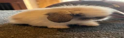 Mini Lion Lop rabbits for sale: UPDATED 08/05 Double mane lionlops available - Advert 4
