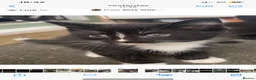Ragdoll cats for sale: Ragdoll x kittens  - Advert 6