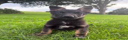 German Shepherd dogs for sale: STRONG ALERT PUPS - Advert 4