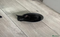 Mixed Breed cats for sale: 2 male 1 female black kitten for sale ready nov1st - Image 8