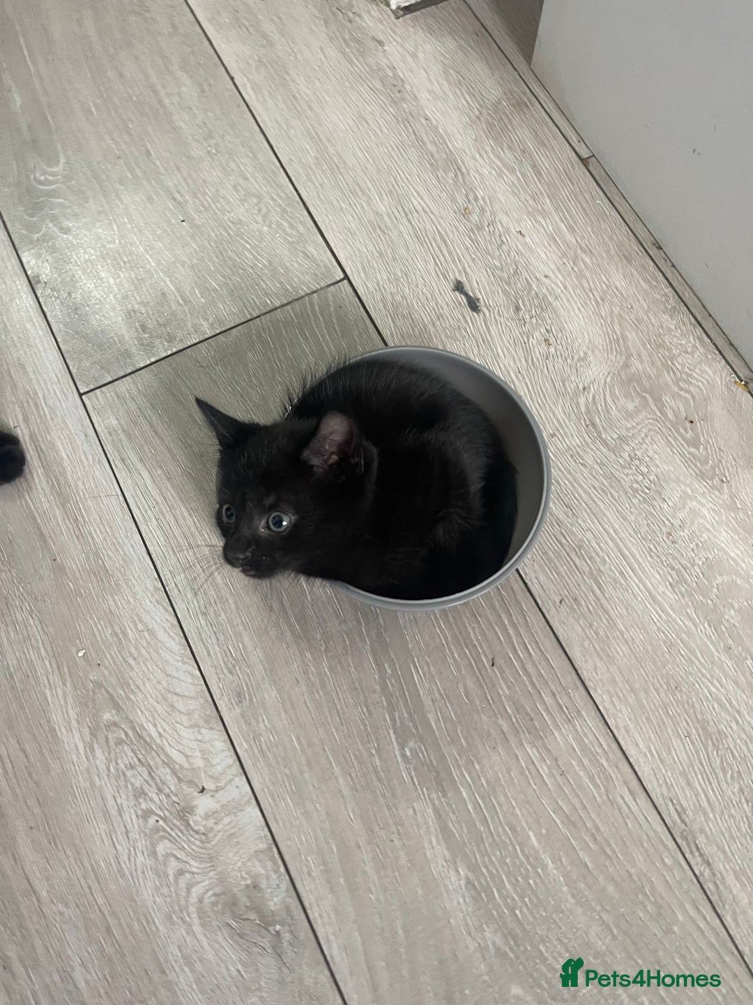 Mixed Breed cats for sale: 2 male 1 female black kitten for sale ready nov1st - Image 8