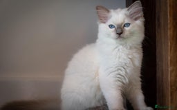 Ragdoll cats for sale: Ready Now GCCF Ragdoll Kittens Irresistibly Cuddly - Image 25