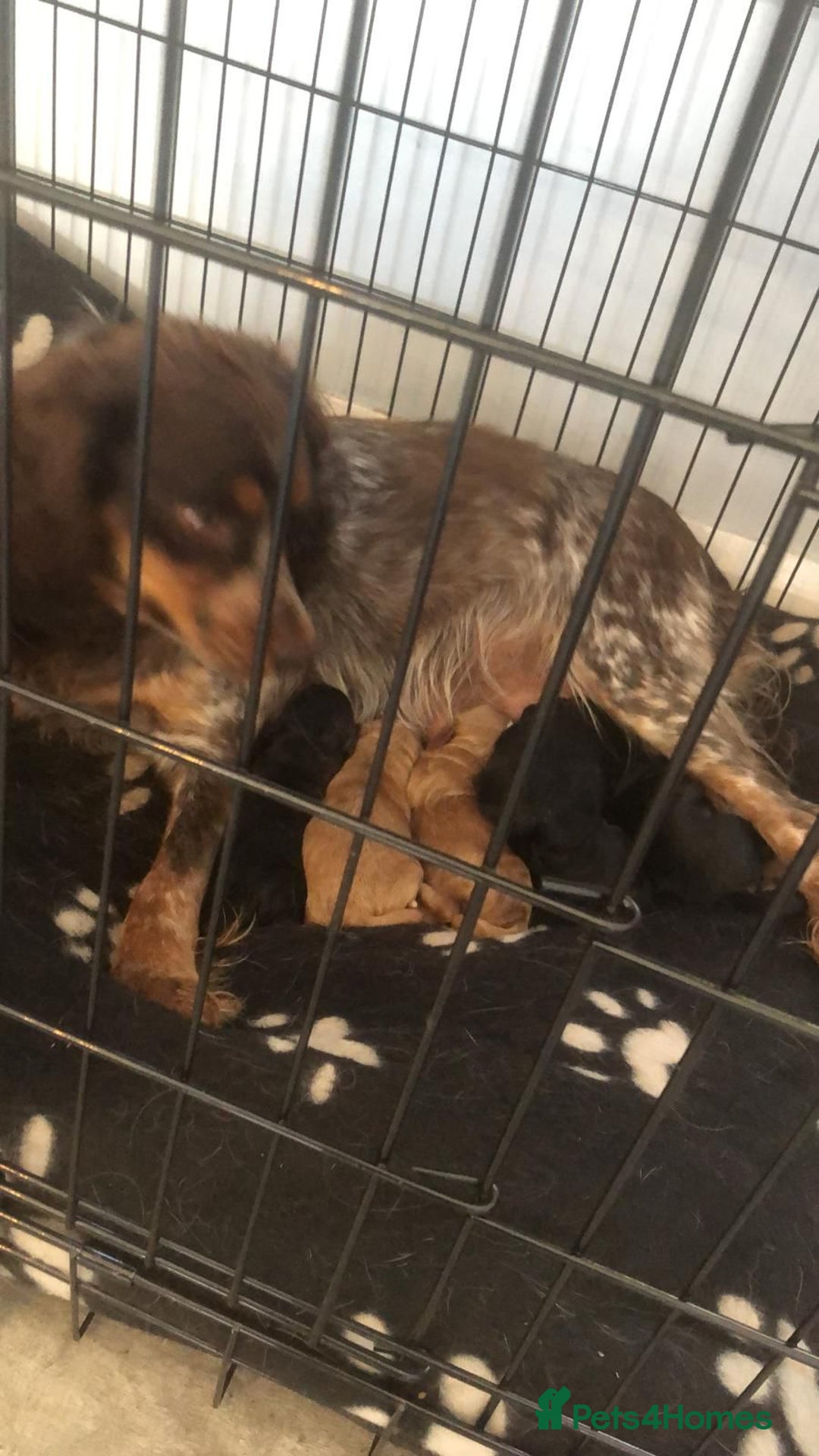 Cockapoo dogs for sale: Cockerpoo pups - Image 16