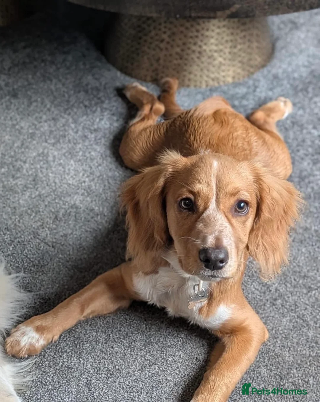 Cockapoo dogs for sale: Maxine (Max)  in Portsmouth - Advert 1