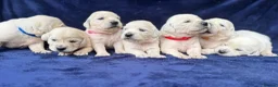 Golden Retriever dogs for sale: Stunning Cream, KC reg, health tested Puppies - Advert 29