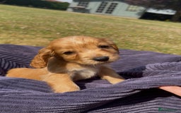 Cockapoo dogs for sale: Cockapoo puppies F1 READY TO LEAVE 🏡🥰 in Leicester - Image 4