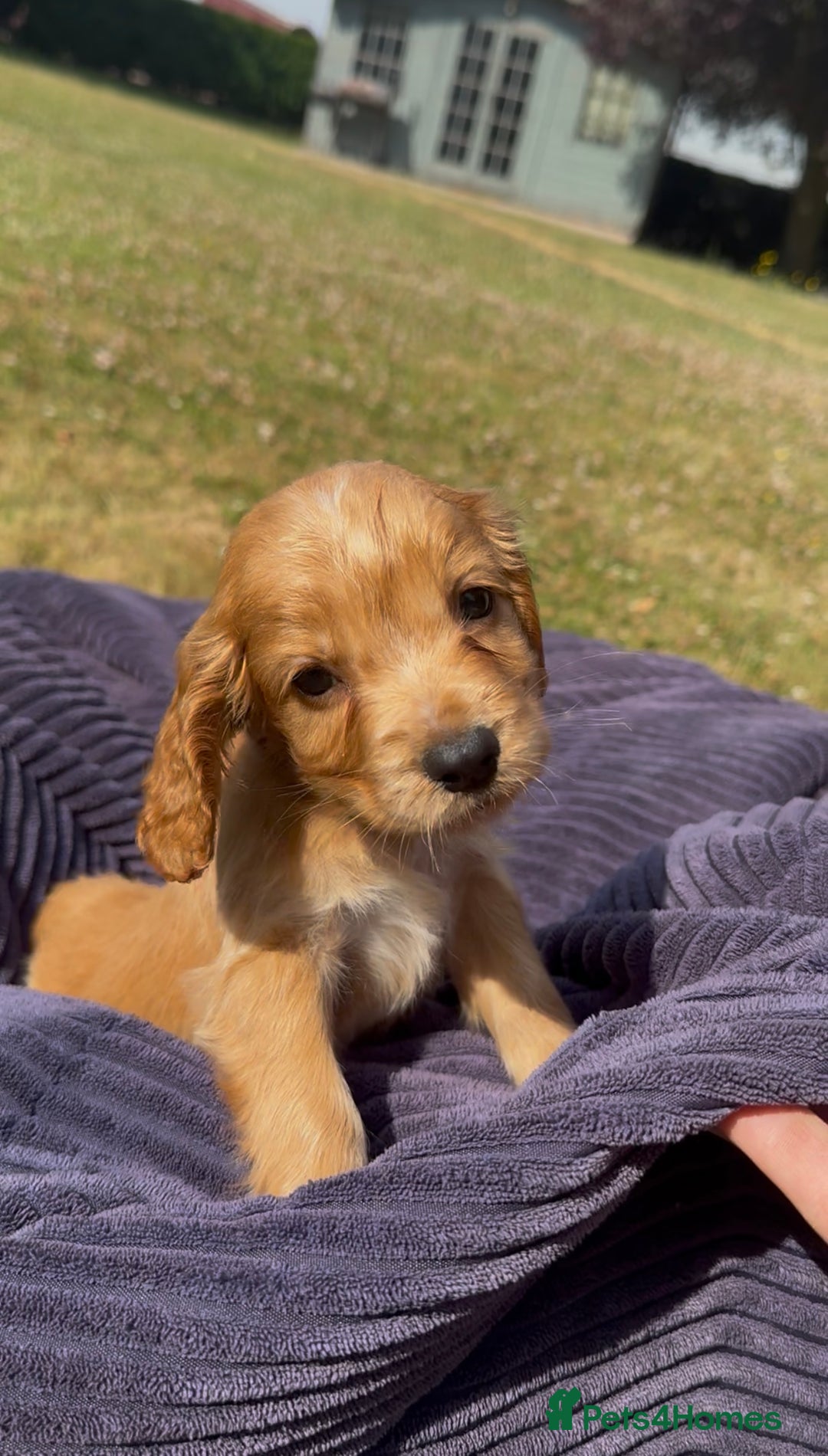 Cockapoo dogs for sale: Cockapoo puppies F1 READY TO LEAVE 🏡🥰 in Leicester - Image 4