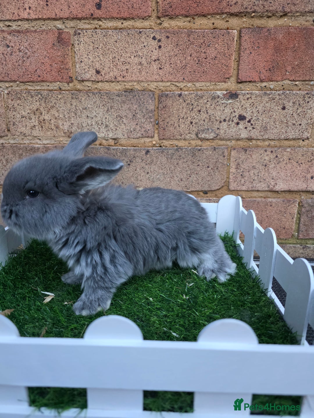 French Lop rabbits for sale: Pure bred French lops - Advert 14