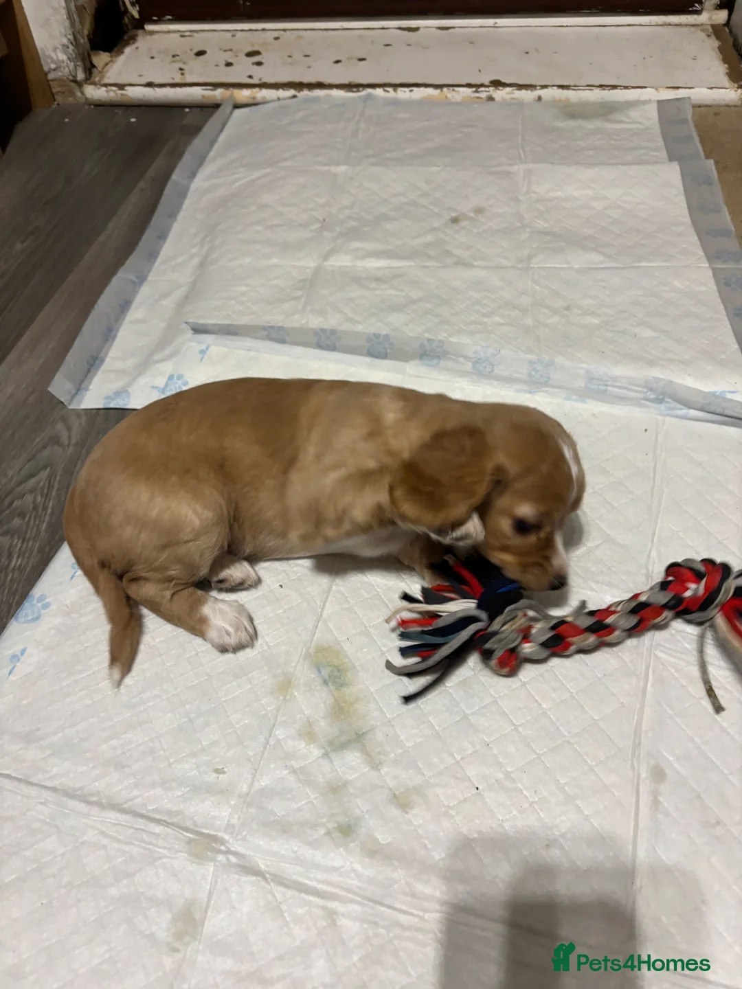 Cocker Spaniel dogs for sale: Cocker spaniel  - Advert 2