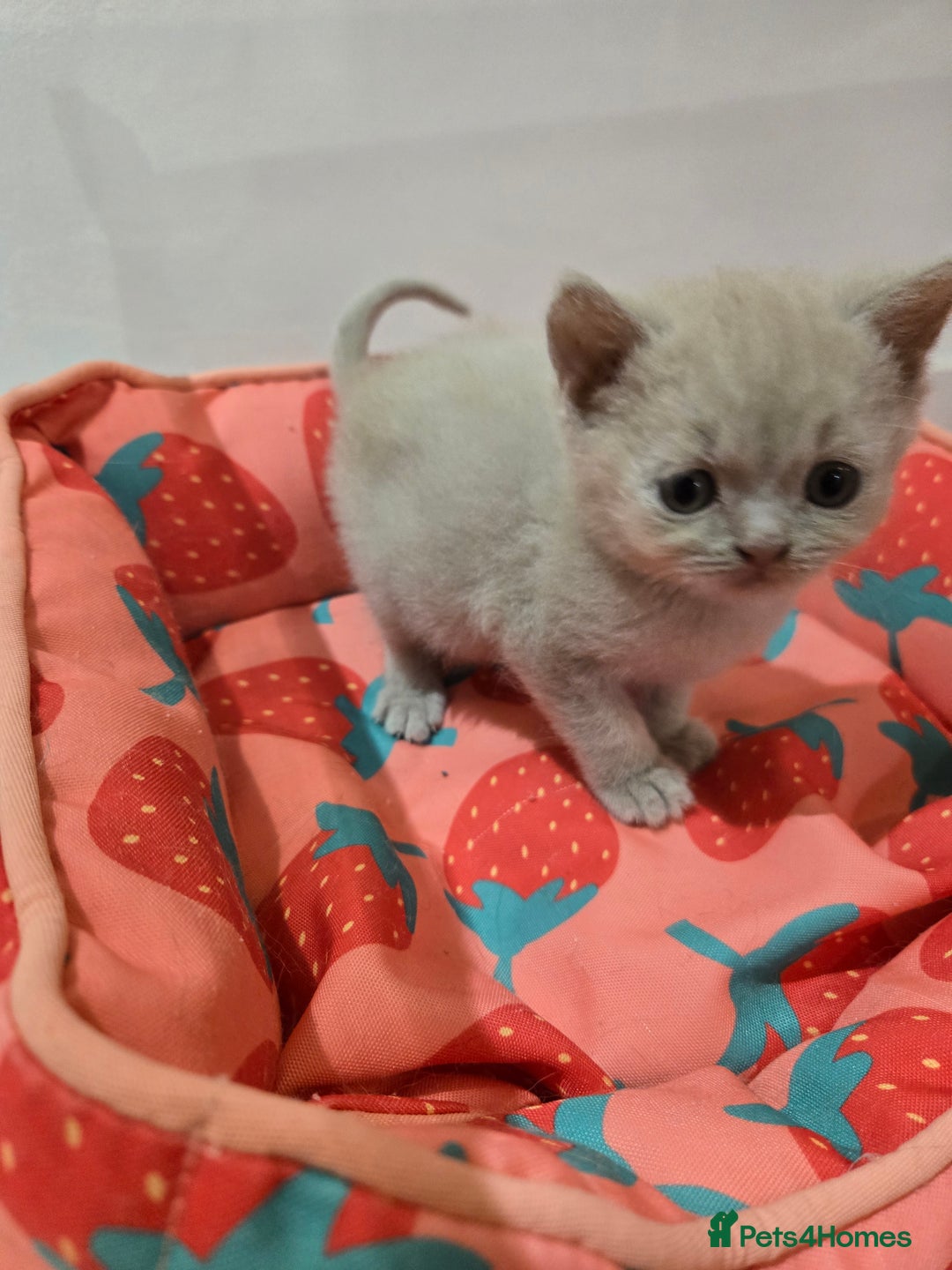 British Shorthair cats for sale: RARE Fawn British Shorthair Kitten £1000 - Advert 7