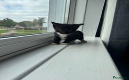 Mixed Breed cats for sale: Mixed kittens for sale - Image 9