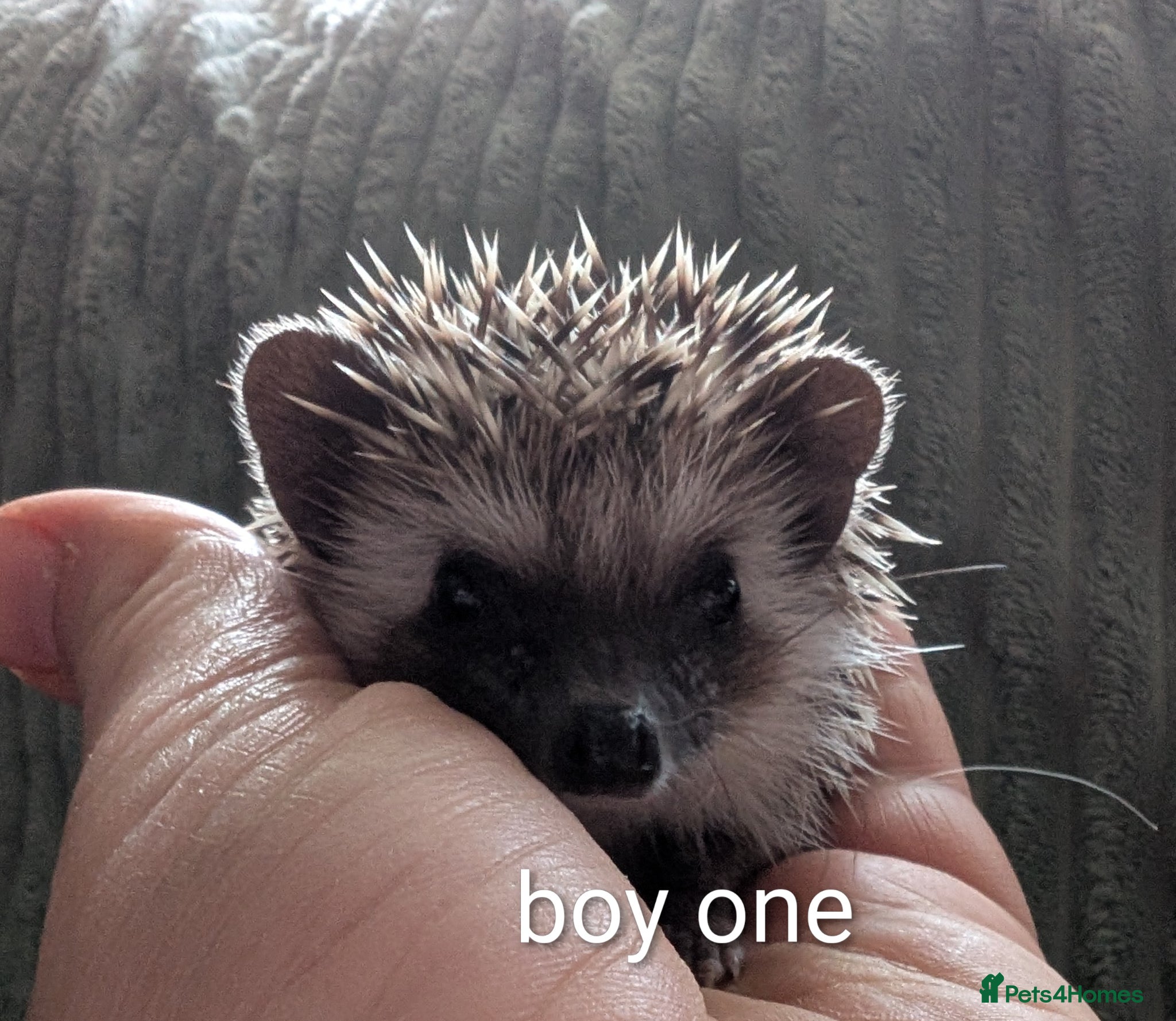 Pygmy Hedgehog rodents Little boys hedgehog  - Advert 9