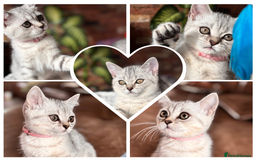 British Shorthair cats for sale: ✨LAST KITTEN LEFT✨OPEN TO OFFERS FOR RIGHT HOME✨ - Image 4