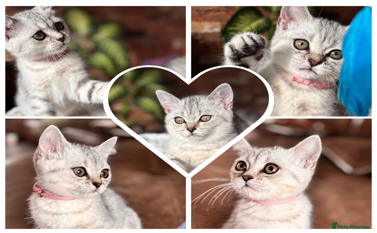 British Shorthair cats - Advert 6
