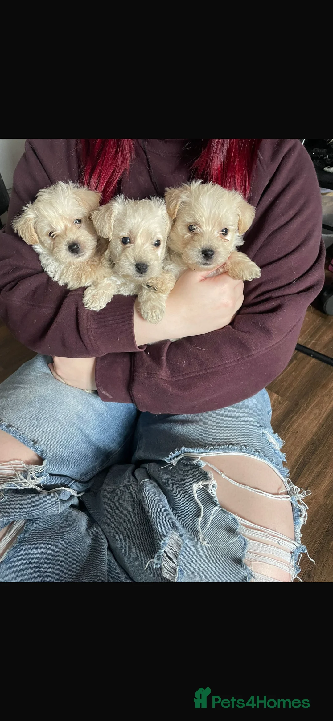 Westiepoo dogs for sale: Westiepoos in Chester-le-Street - Advert 4