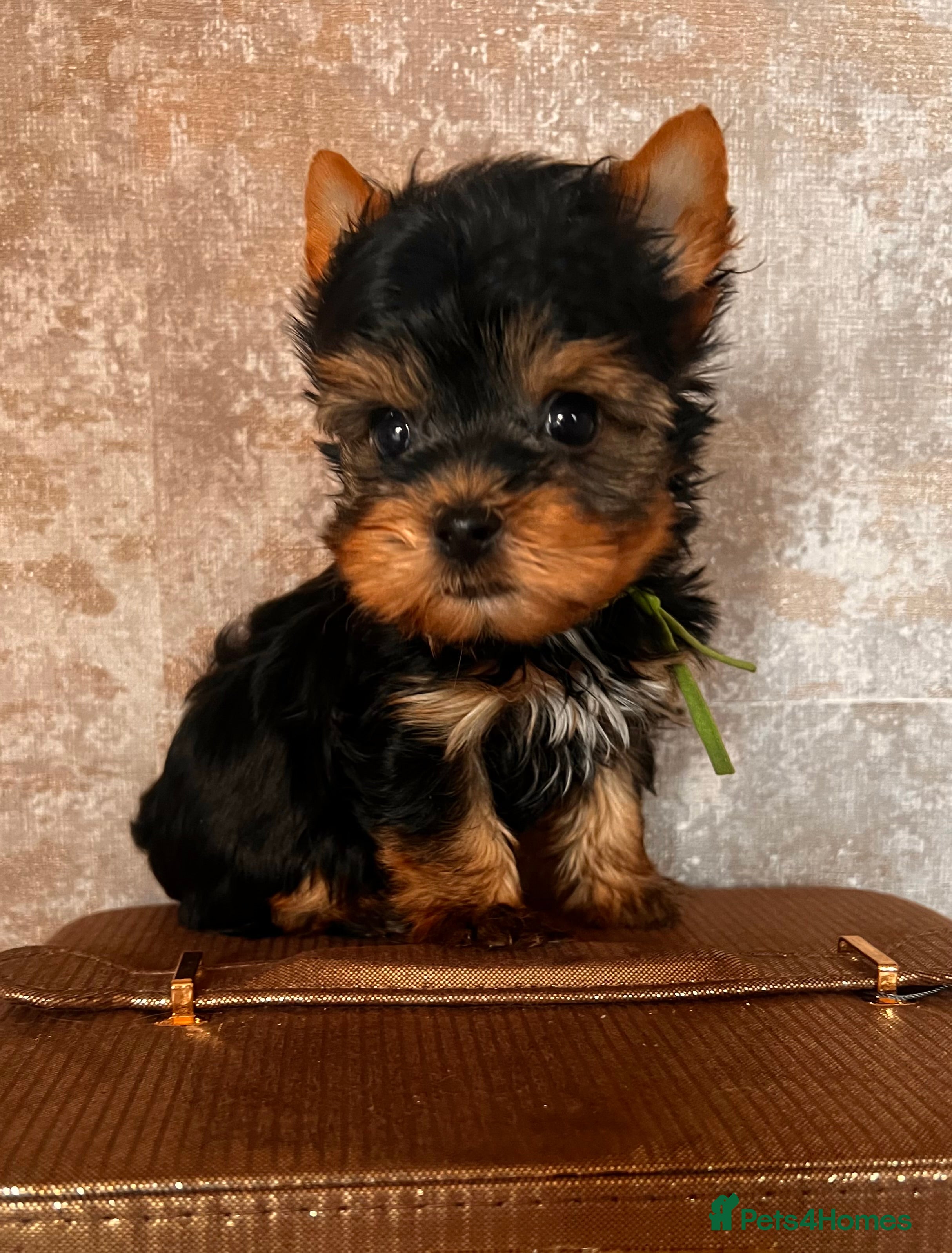 Yorkshire Terrier dogs Ready NOW Yorkie Terrier Puppy – A Special Boy ❤️ - Advert 1