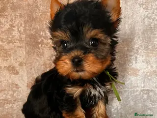 Yorkshire Terrier dogs Ready NOW Yorkie Terrier Puppy – A Special Boy ❤️ - Advert 1