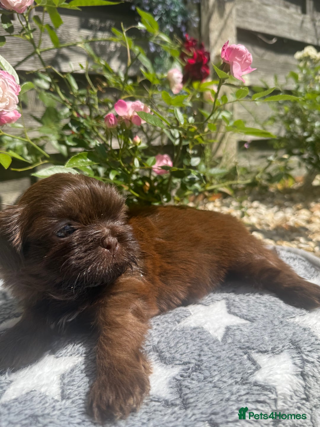 Shih Tzu dogs for sale: KC reg, 2 left! Potential blondes in Tamworth - Image 1