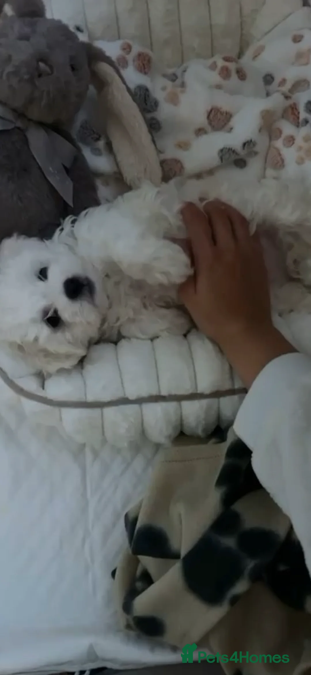 Maltipoo dogs for sale: 🐾 Maltipoo puppy’s 🐾  - Advert 7