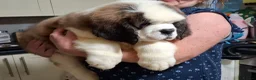 Saint Bernard dogs for sale: Show Quality Saint Bernard's  - Advert 12