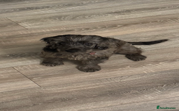 Cockapoo dogs for sale: Female F1 16 week old Cockapoo - Merle colouring  - Image 3