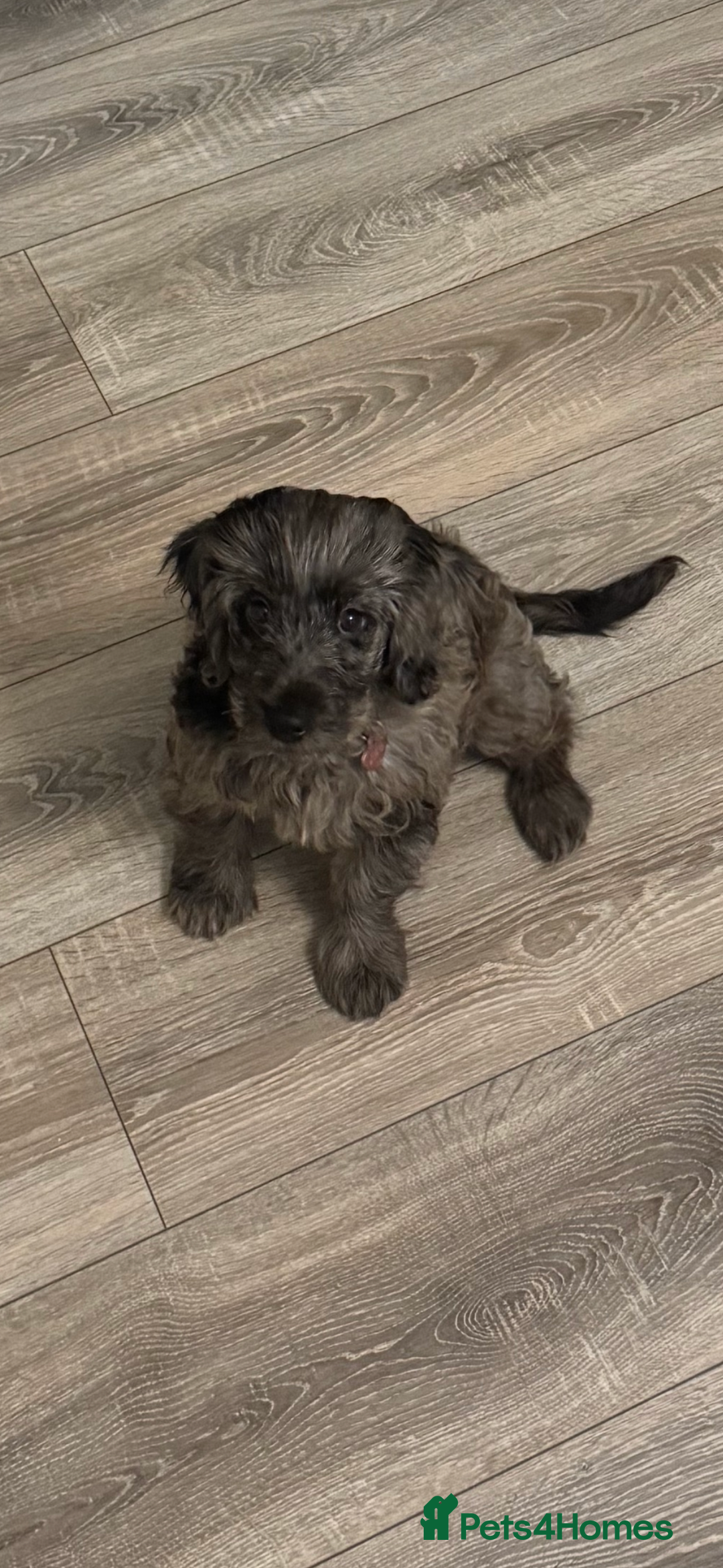Cockapoo dogs for sale: Female F1 16 week old Cockapoo - Merle colouring  - Image 3