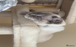 Ragdoll cats for sale: 2 ragdoll girls looking for their new homes  - Image 4